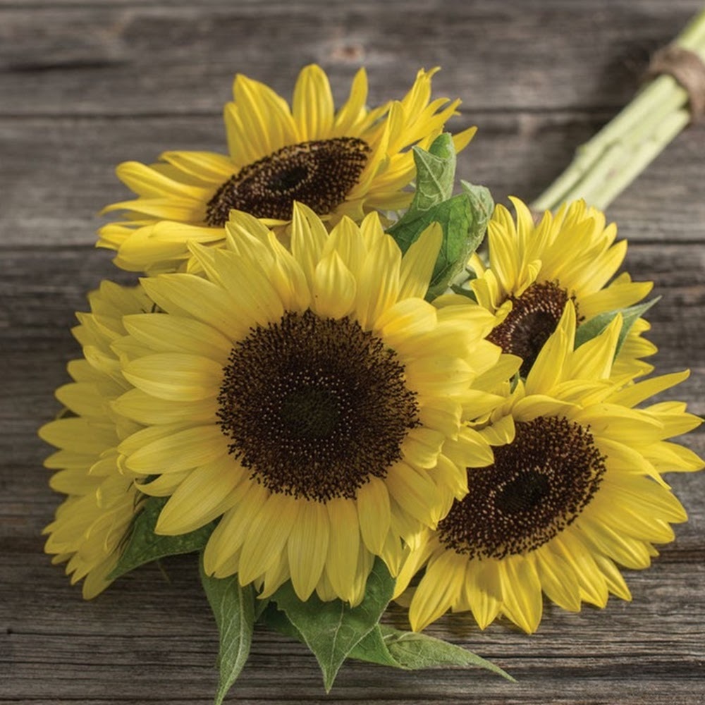 Meet your Posher, Caitlin